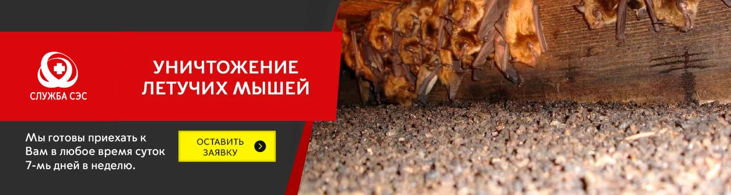 Уничтожение летучих мышей в Волоколамске